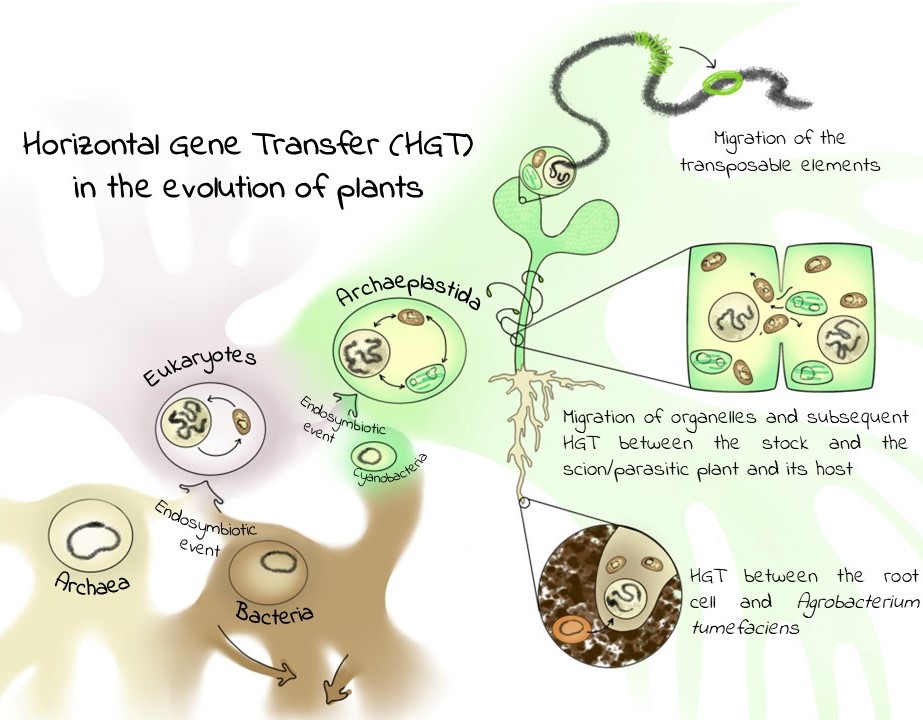evolution of organelles