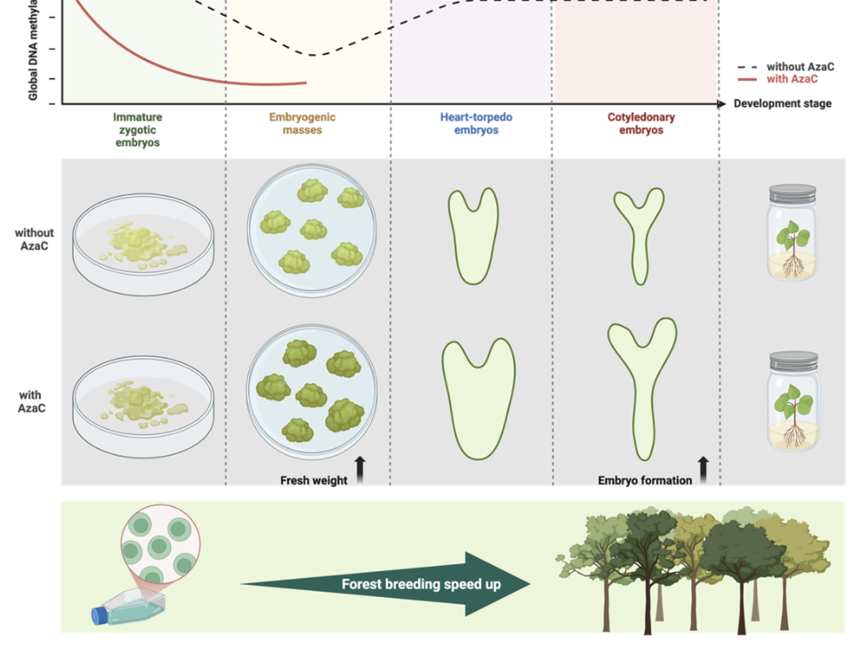Journey from a Single Cell to a Flourishing Forest | Physiologia Plantarum