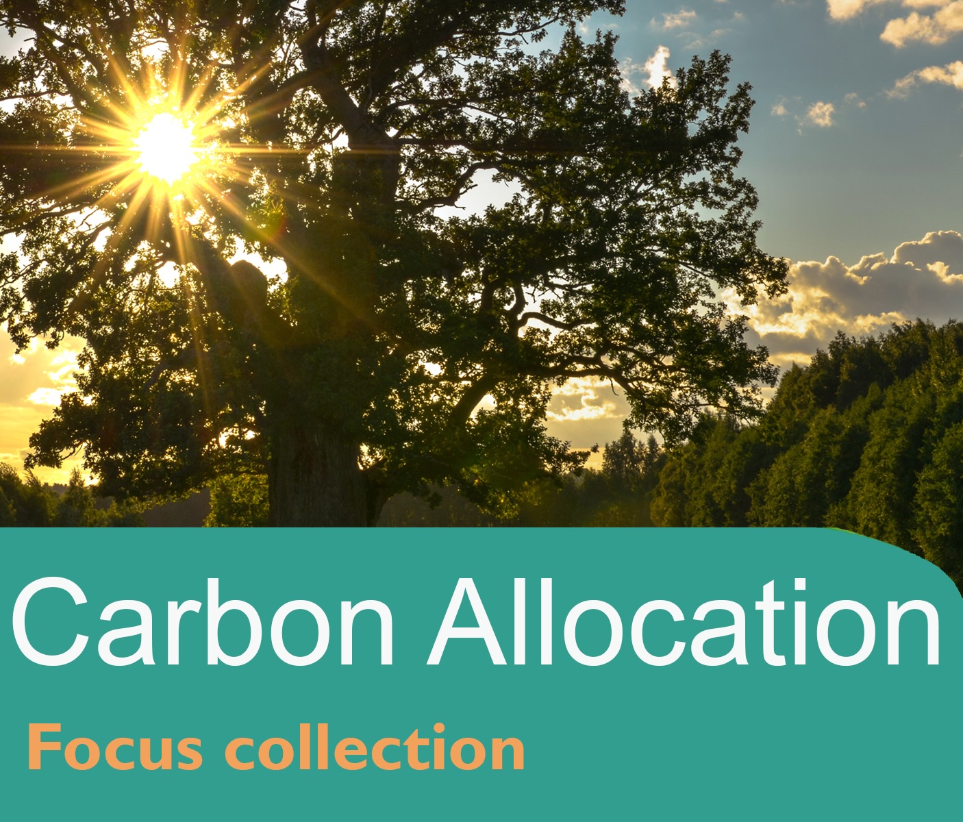 Carbon Allocation (October 2025)