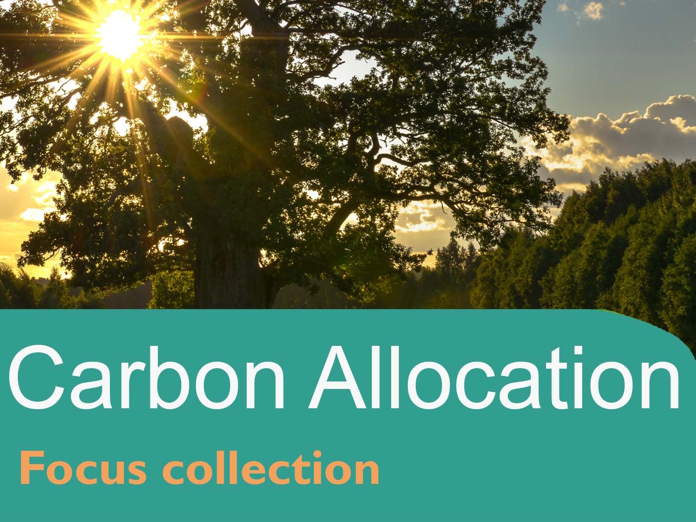 Carbon Allocation (October 2025)