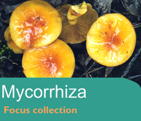Focus collection on mycorrhiza